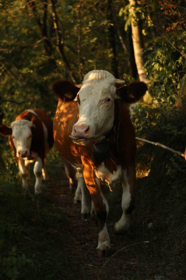 Baita Tana Da L'Ors Vila Forgaria nel Friuli Exterior foto